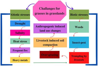 Leveraging the sugarcane CRISPR/Cas9 technique for genetic improvement of non-cultivated grasses